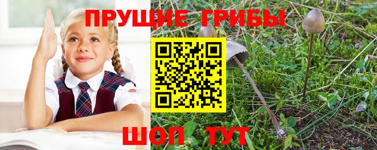 Псилоцибиновые грибы GOLDEN TEACHER Мурманск